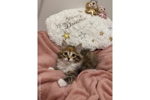 販売中の千葉県のノルウェージャンフォレストキャット-110060の4枚目