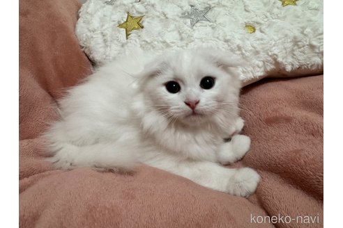 販売中の千葉県のマンチカン-108569の5枚目