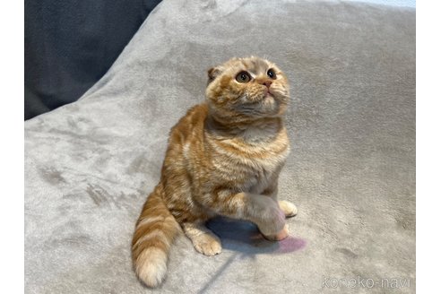 成約済の東京都のスコティッシュフォールド-113393の12枚目
