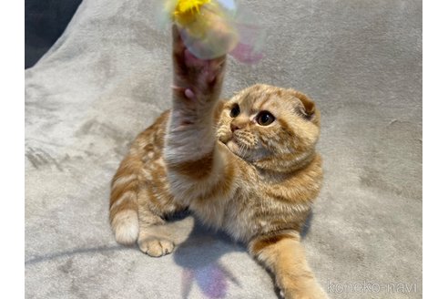 成約済の東京都のスコティッシュフォールド-113393の4枚目