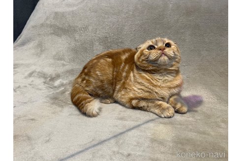 成約済の東京都のスコティッシュフォールド-113393の6枚目