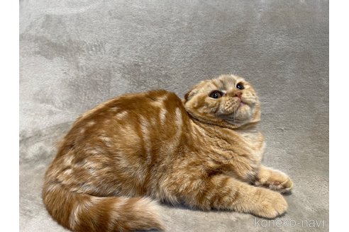 成約済の東京都のスコティッシュフォールド-113393の8枚目