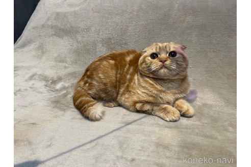 成約済の東京都のスコティッシュフォールド-113393の9枚目