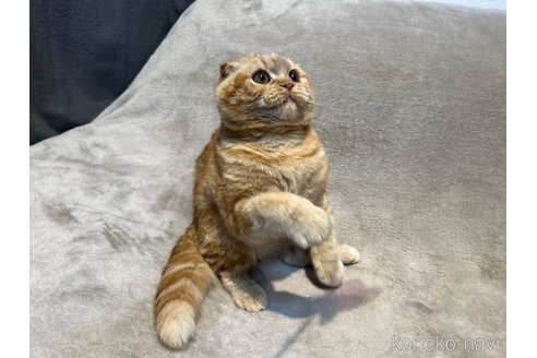 成約済の東京都のスコティッシュフォールド-113393の10枚目