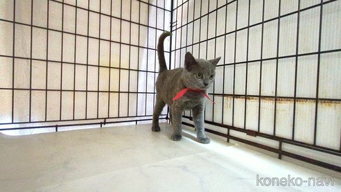 成約済の茨城県のブリティッシュショートヘア-111293の2枚目