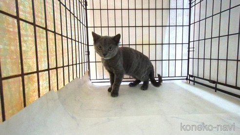 成約済の茨城県のブリティッシュショートヘア-111292の3枚目