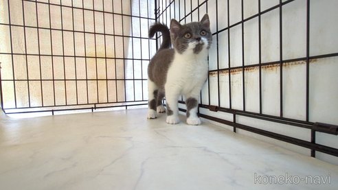 販売中の茨城県のブリティッシュショートヘア-111437の4枚目