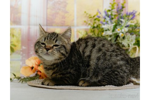 成約済の神奈川県のミヌエット(短足)-113396の4枚目