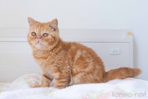 成約済の東京都のエキゾチックショートヘア-104222の18枚目
