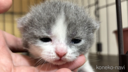 成約済の栃木県のブリティッシュショートヘア-113403の1枚目