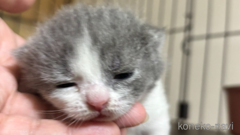 成約済の栃木県のブリティッシュショートヘア-113403の3枚目