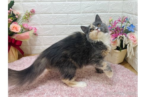 成約済の東京都のラガマフィン-112532の3枚目