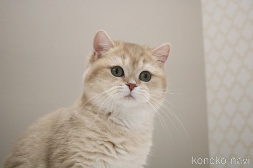 成約済の愛知県のブリティッシュショートヘア-102077の7枚目
