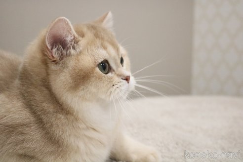 成約済の愛知県のブリティッシュショートヘア-102077の3枚目