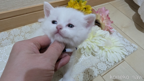 商談中の広島県のその他の猫種-113414