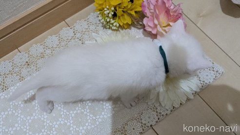成約済の広島県のその他の猫種-113415の5枚目