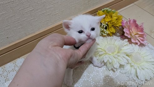 成約済の広島県のその他の猫種-113415の6枚目