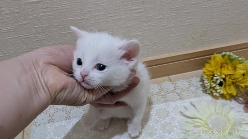 成約済の広島県のその他の猫種-113415の3枚目