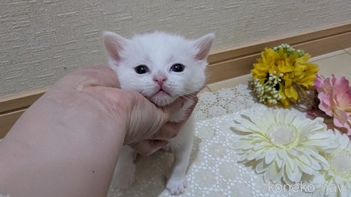 成約済の広島県のその他の猫種-113415の4枚目