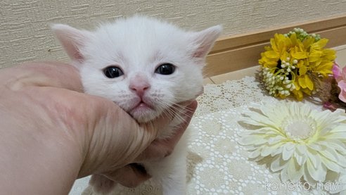 成約済の広島県のその他の猫種-113415の2枚目