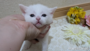 オンライン見学
