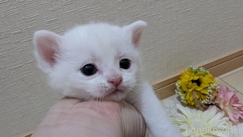 成約済の広島県のその他の猫種-113416の1枚目