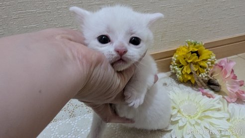 成約済の広島県のその他の猫種-113416の6枚目