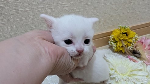 成約済の広島県のその他の猫種-113416の5枚目