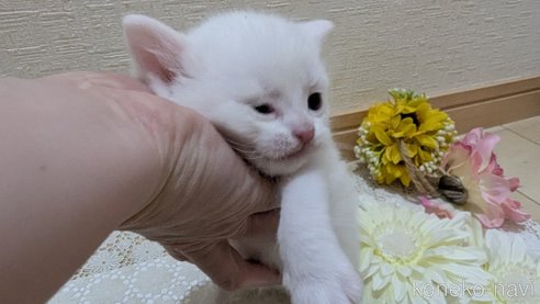 成約済の広島県のその他の猫種-113416の2枚目