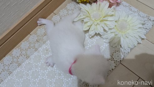 成約済の広島県のその他の猫種-113416の3枚目
