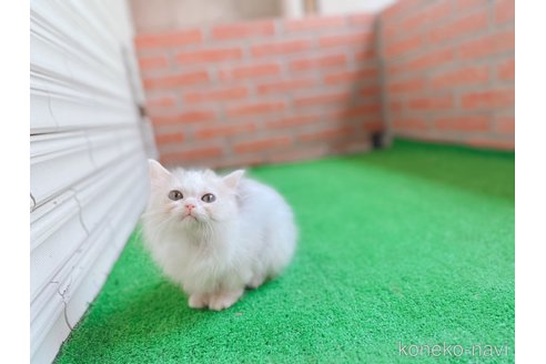 成約済の鹿児島県のマンチカン-107004の1枚目