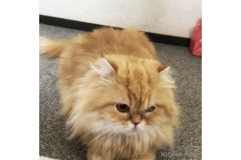 成約済の埼玉県のスコティッシュフォールド-113425の2枚目