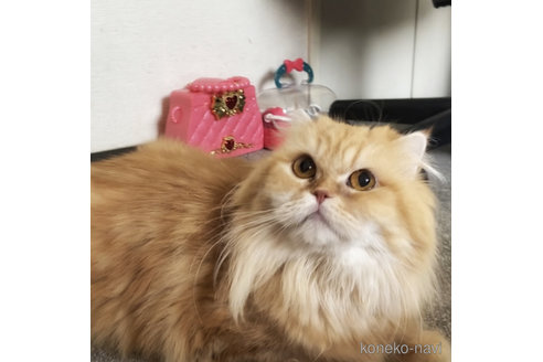 成約済の埼玉県のスコティッシュフォールド-113425の3枚目