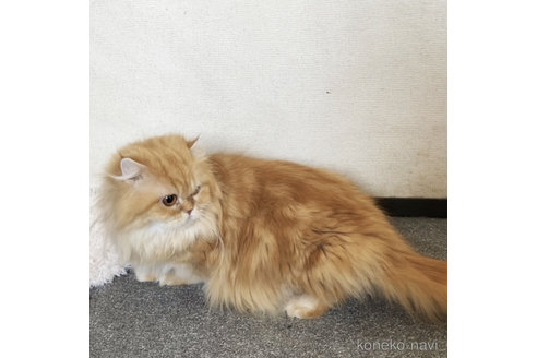 成約済の埼玉県のスコティッシュフォールド-113425の5枚目
