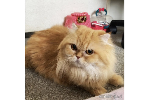 成約済の埼玉県のスコティッシュフォールド-113425の6枚目