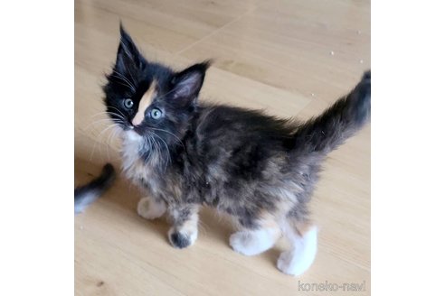 販売中の岡山県のメインクーン-113427の4枚目