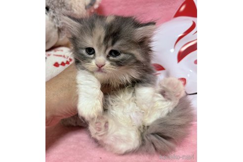 販売中の千葉県のサイベリアン-113431の6枚目