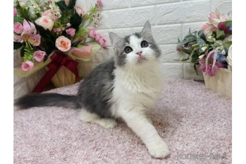 成約済の東京都のラガマフィン-113433の2枚目