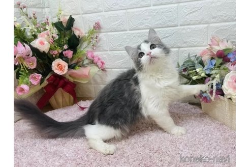 成約済の東京都のラガマフィン-113433の3枚目
