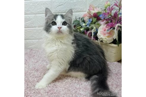 成約済の東京都のラガマフィン-113433の1枚目