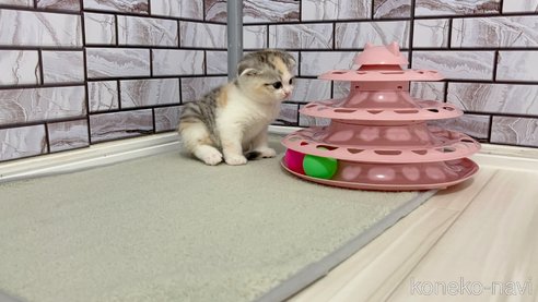 成約済の福岡県のマンチカン-113438の3枚目