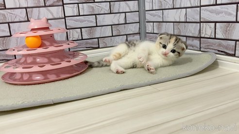 成約済の福岡県のマンチカン-113438の2枚目