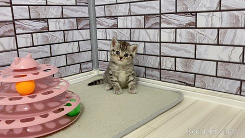 成約済の福岡県のマンチカン-113439の1枚目