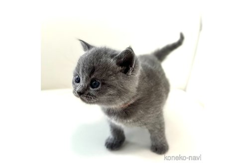 成約済の鹿児島県のブリティッシュショートヘア-113440の12枚目