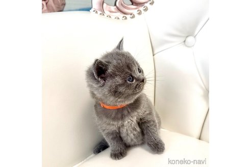 成約済の鹿児島県のブリティッシュショートヘア-113440の5枚目