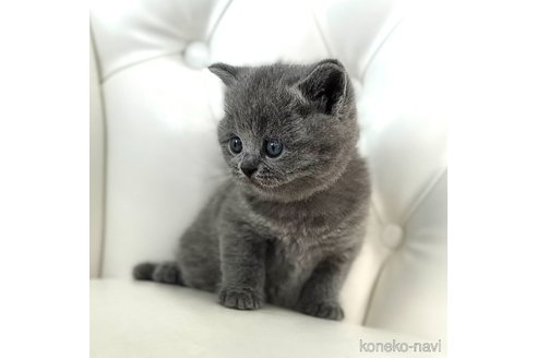 成約済の鹿児島県のブリティッシュショートヘア-113441の13枚目