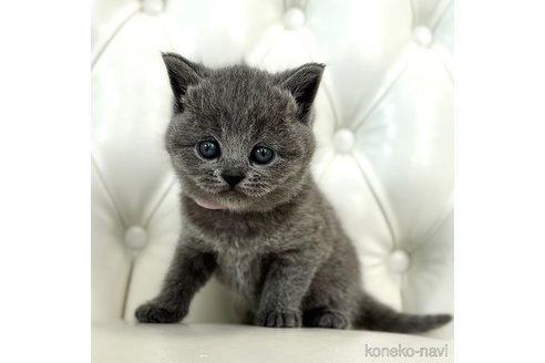 成約済の鹿児島県のブリティッシュショートヘア-113441の3枚目
