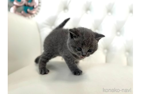成約済の鹿児島県のブリティッシュショートヘア-113444の14枚目
