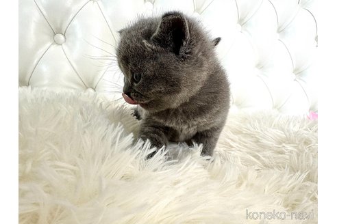 成約済の鹿児島県のブリティッシュショートヘア-113444の6枚目