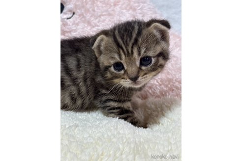 成約済の奈良県のスコティッシュフォールド(折れ耳)-113448の2枚目